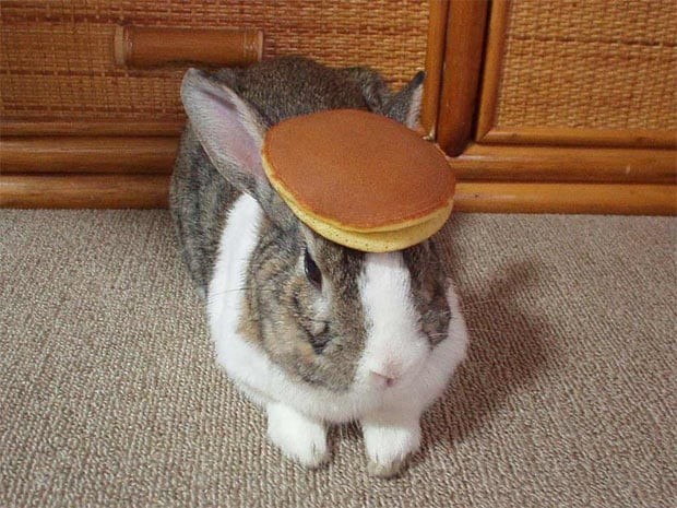 Oolong the rabbit with pancakes on its head.